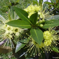 Xanthostemon verticillatus (C.T.White & W.D.Francis) L.S.Sm.